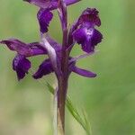 Anacamptis × olida Flor