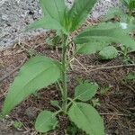Helianthus tuberosus Alkat (teljes növény)