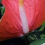 Anthurium scherzerianum Flower