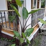 Colocasia esculenta पत्ता