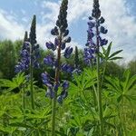 Lupinus nootkatensis Cvijet