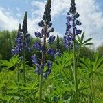 Lupinus nootkatensis 花