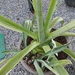 Agave sisalana Лист