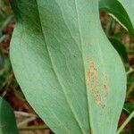 Smilax goyazana Leaf