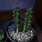 Echinocereus pentalophus Leaf