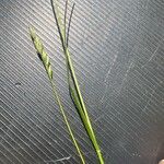 Danthonia decumbens Květ