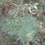 Jacaranda puberula Hoja