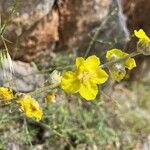 Verbascum undulatum Flower