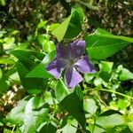 Vinca majorFlower