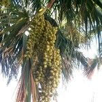Livistona chinensis Fruto