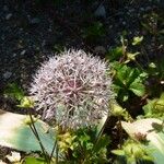 Allium karataviense Bloem