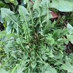 Taraxacum erythrospermum Feuille