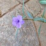 Ruellia brachysiphon Floare