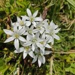 Ornithogalum divergens Flower