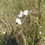 Cytisus multiflorus ফুল