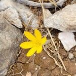 Sternbergia sicula Flower