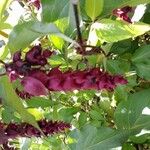 Leycesteria formosaКвітка