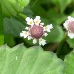 Phyla nodifloraFlower