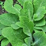 Digitalis thapsi Leaf