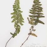 Asplenium obovatum आदत