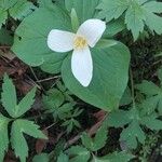 Trillium ovatum Flor