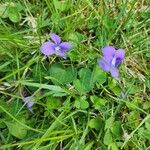 Viola sororia Λουλούδι