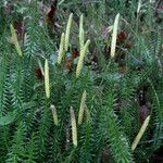 Lycopodium annotinum Yaprak