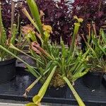 Sarracenia flava Libunga