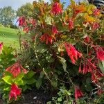 Fuchsia triphylla Habit