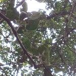 Elaeodendron buchananii Levél