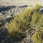 Ephedra viridis Leaf