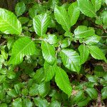 Carpinus orientalis Leaf