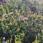 Turraea mombassana Συνήθη χαρακτηριστικά