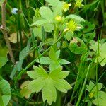 Ranunculus parviflorus Leaf