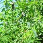Verbena bracteata 整株植物