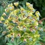 Euphorbia × martini Flor