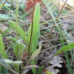 Leontodon hirtus Leaf