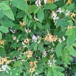 Lonicera oblongifolia