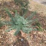 Spiraea nipponica Leaf