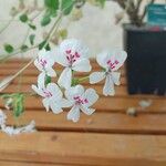 Pelargonium echinatum Flor