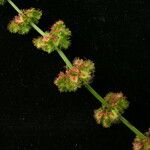 Rumex nepalensis 形態