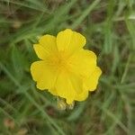 Helianthemum nummulariumКветка