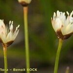 Juncus triglumis Fruit