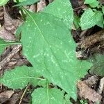 Hieracium laevigatum Leaf