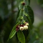 Sauropus androgynus Fruit