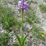 Orchis militaris Συνήθη χαρακτηριστικά