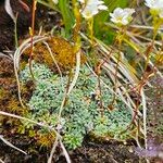 Saxifraga caesia Likasa