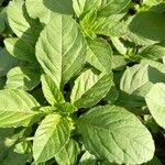 Amaranthus polygonoides Blatt