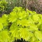 Acer shirasawanum Folha