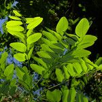 Robinia pseudoacacia Φύλλο